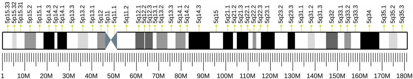 Ilustração anatômica: Cromossomo 5 (Chromosomes, Human, Pair 5)