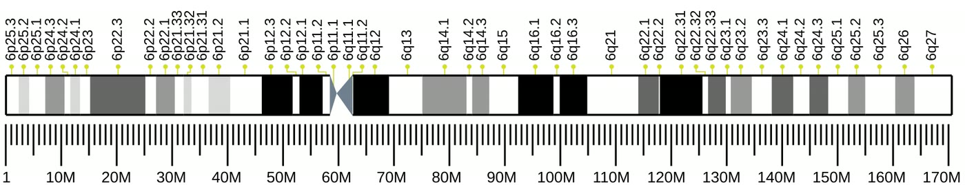 Ilustração anatômica: Cromossomo 6 (Chromosomes, Human, Pair 6)