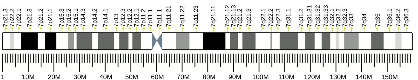 Ilustração anatômica: Cromossomo 7 (Chromosomes, Human, Pair 7)