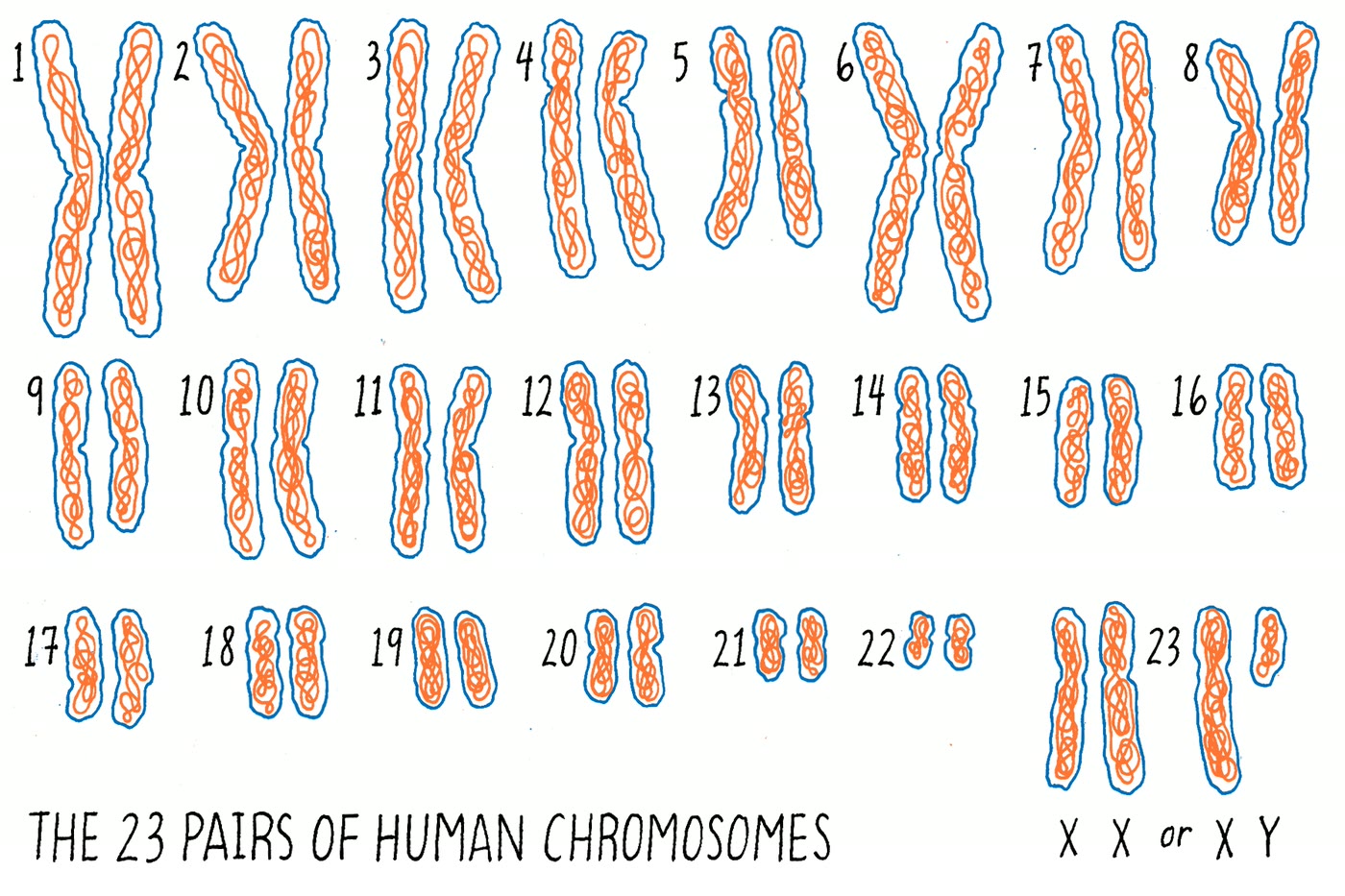 Ilustração anatômica: Cromossomo humano (Chromosomes, Human)