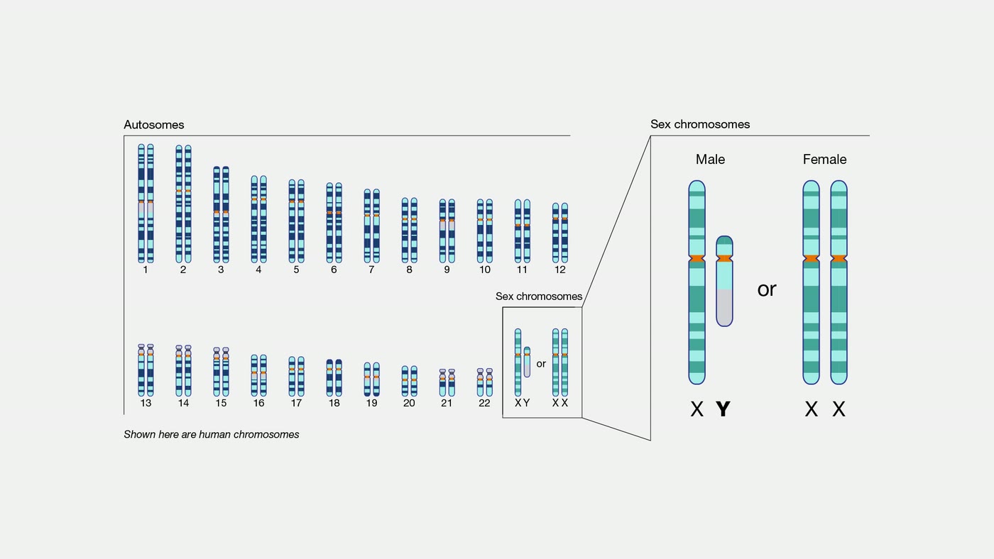 Ilustração anatômica: Cromossomo sexual (Sex Chromosomes)