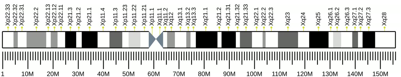Ilustração anatômica: Cromossomo X (X Chromosome)