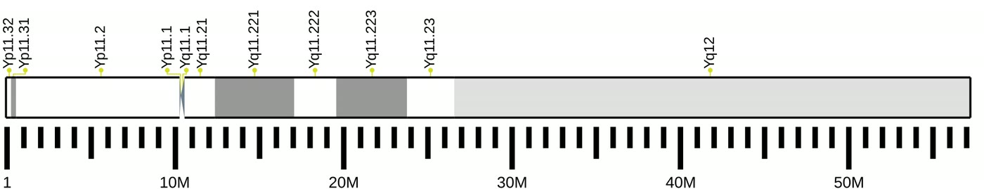 Ilustração anatômica: Cromossomo Y (Y Chromosome)