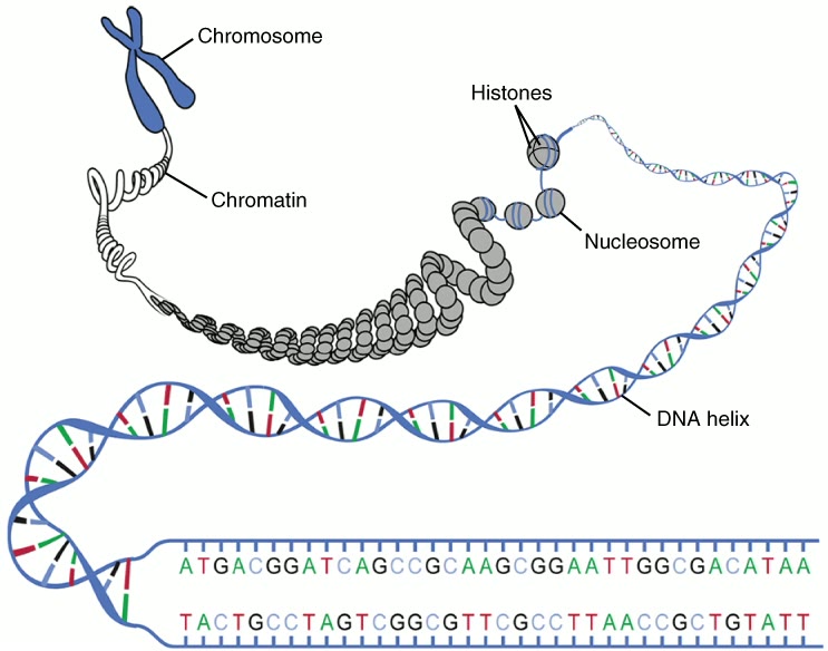 Ilustração anatômica: Cromossomos (Chromosomes)