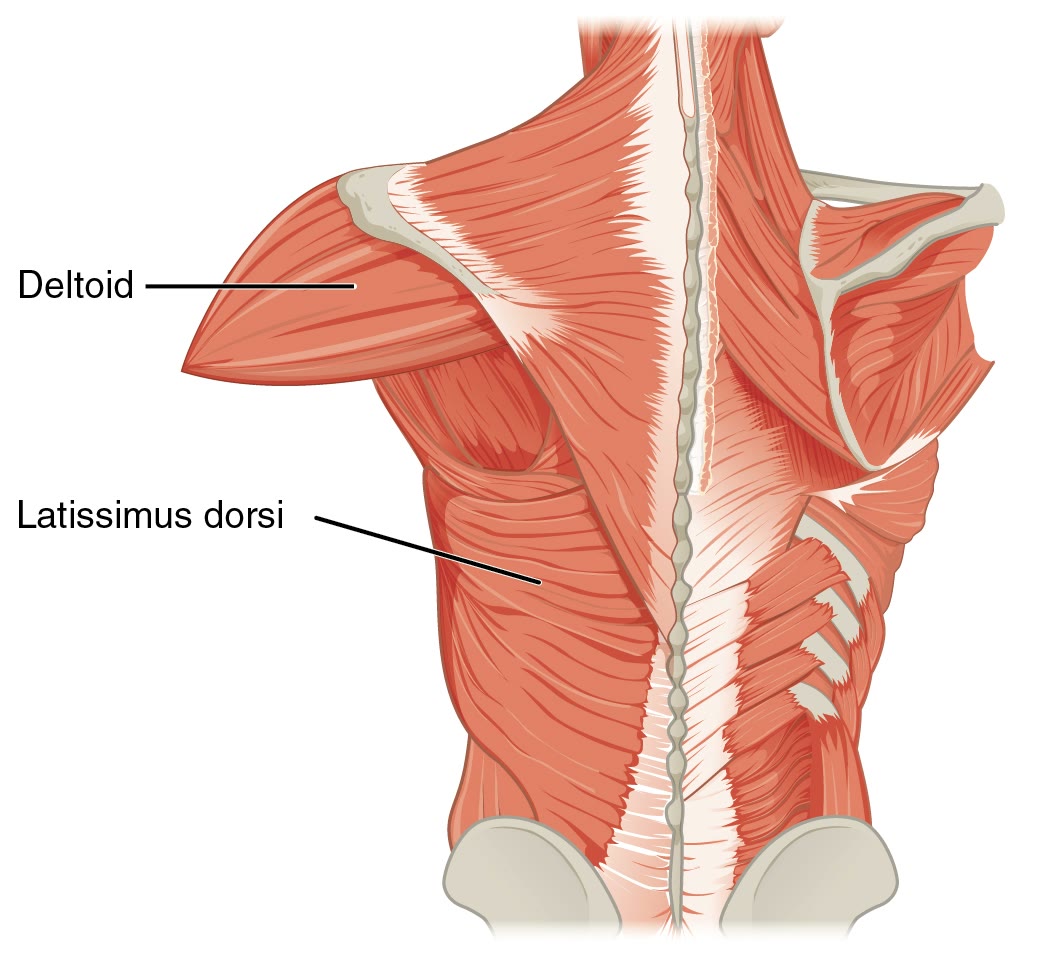 Ilustração anatômica: Deltoide (Deltoid muscle)