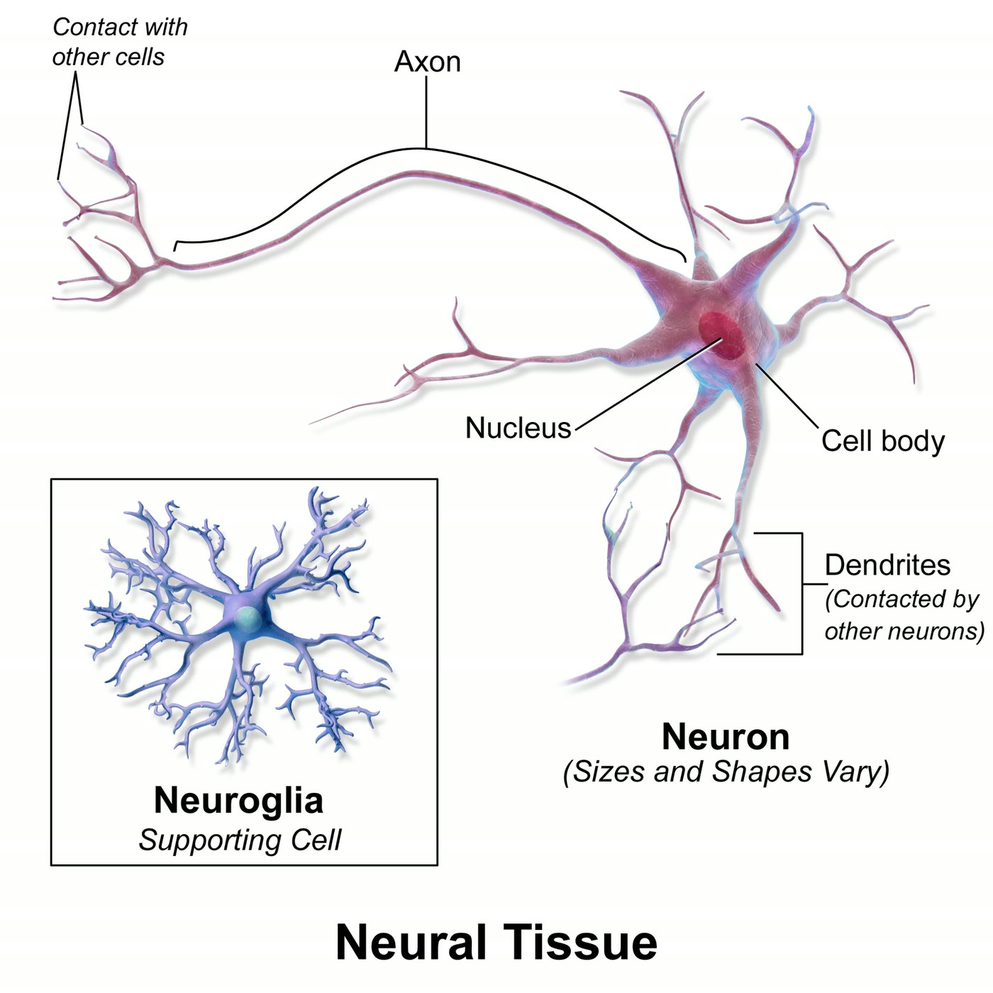 Ilustração anatômica: Dendrito (Dendrites)