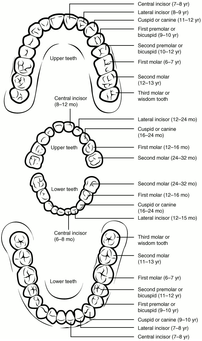 Ilustração anatômica: Dente decíduo (Tooth, Deciduous)