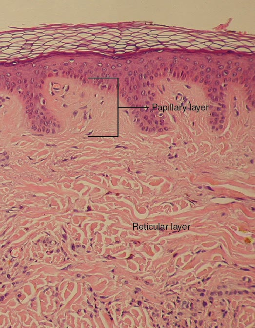 Ilustração anatômica: Derme (Dermis)