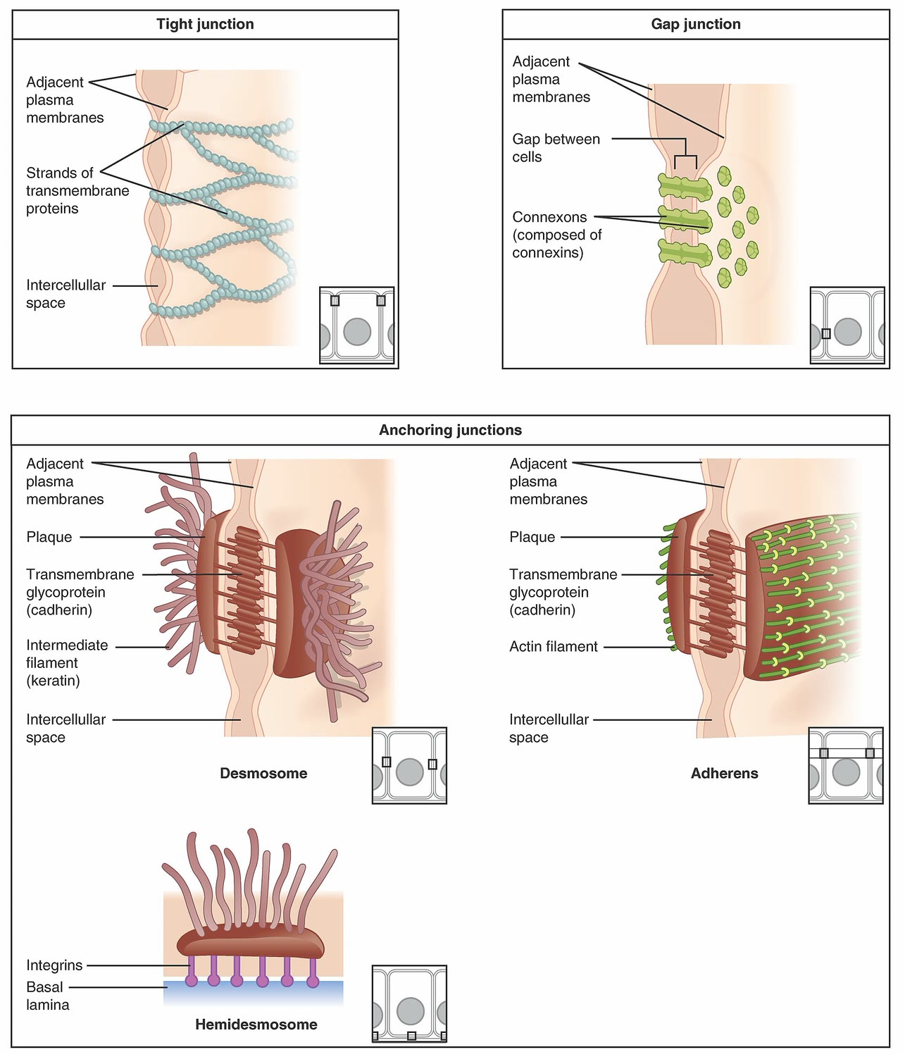 Ilustração anatômica: Desmossomo (Desmosomes)