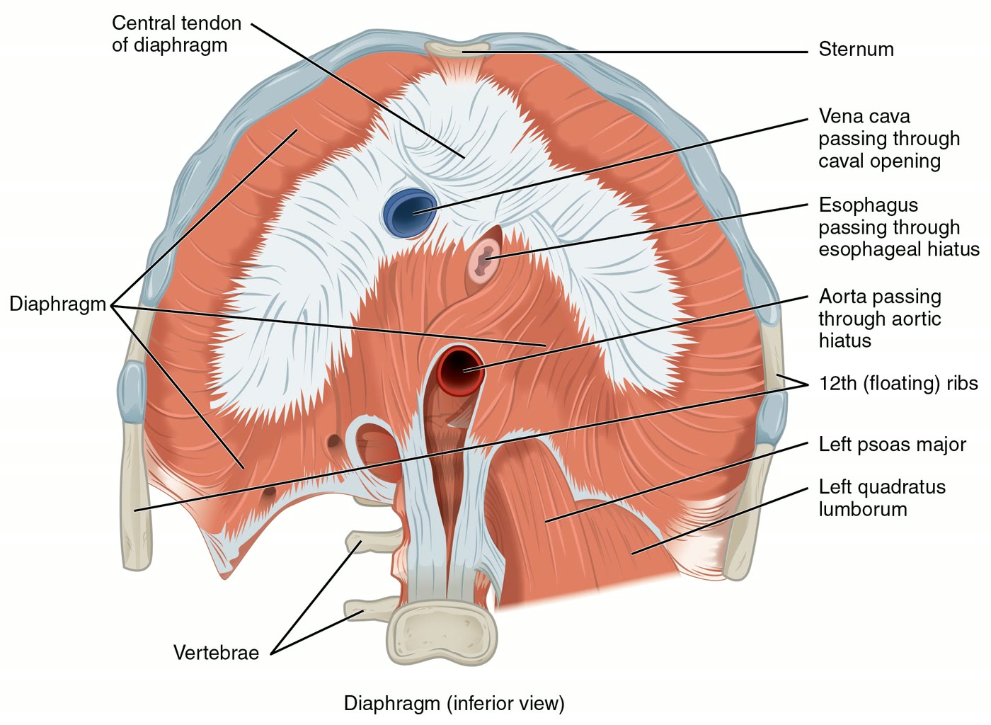 Ilustração anatômica: Diafragma (Diaphragm)