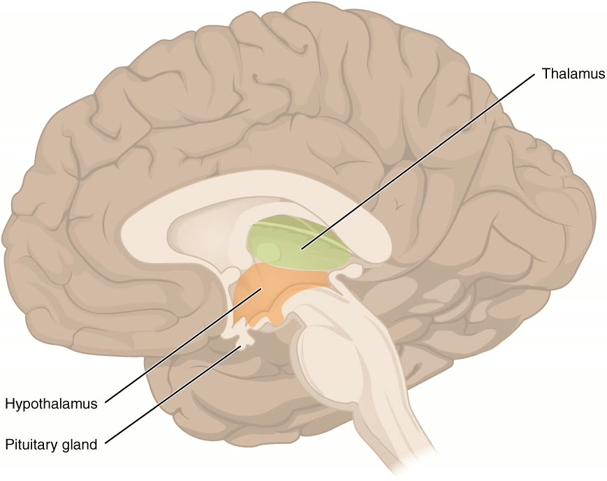 Ilustração anatômica: Diencéfalo (Diencephalon)