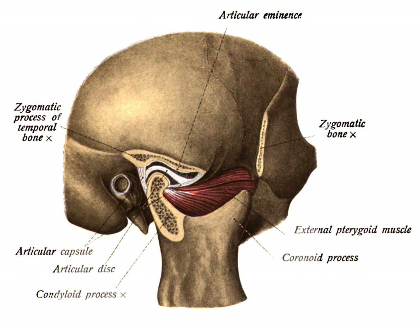 Ilustração anatômica: Disco da articulação temporomandibular (Temporomandibular Joint Disc)
