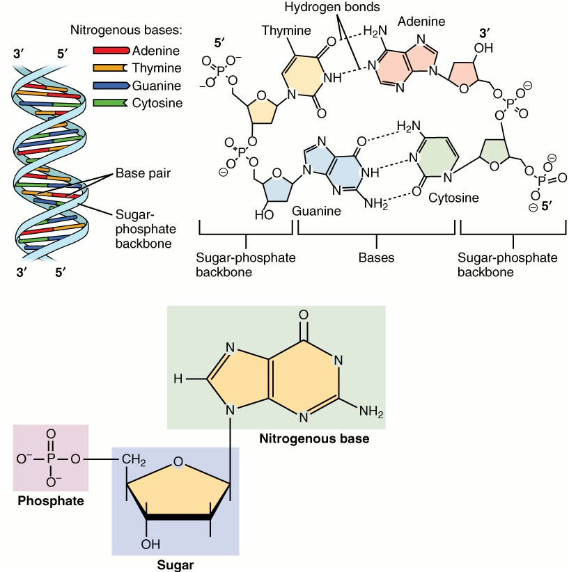 Ilustração anatômica: DNA (DNA)