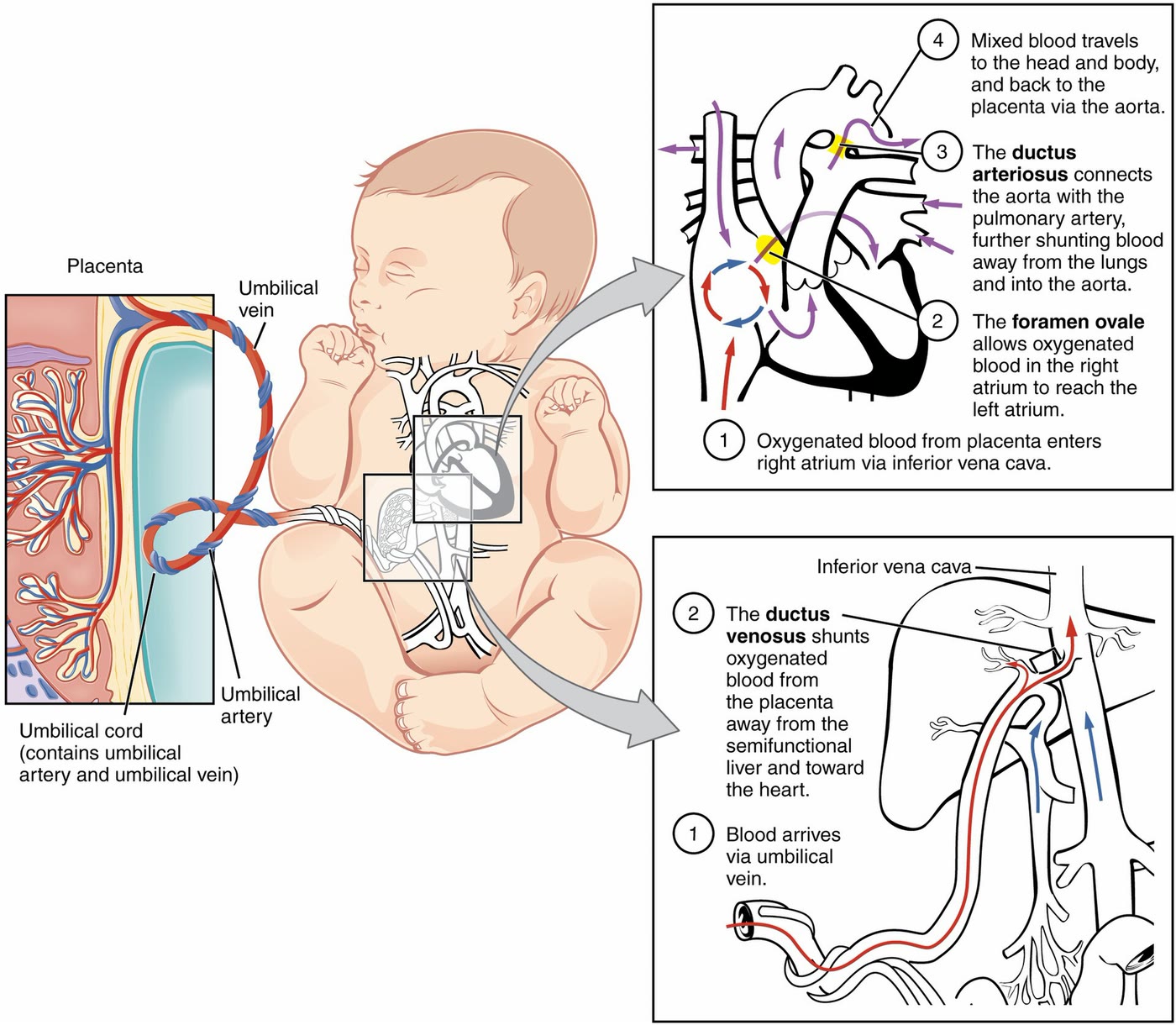 Ilustração anatômica: Ducto arterial (Ductus Arteriosus)