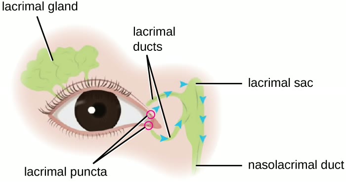 Aparelho lacrimal com glândula lacrimal, pontos e ductos lacrimais, saco lacrimal e ducto nasolacrimal