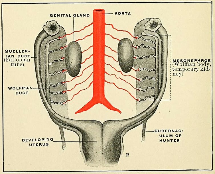 Ilustração anatômica: Ducto paramesonéfrico (Mullerian Ducts)