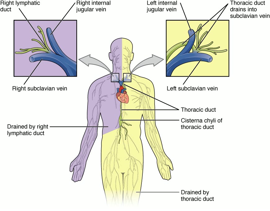 Ilustração anatômica: Ducto torácico (Thoracic Duct)