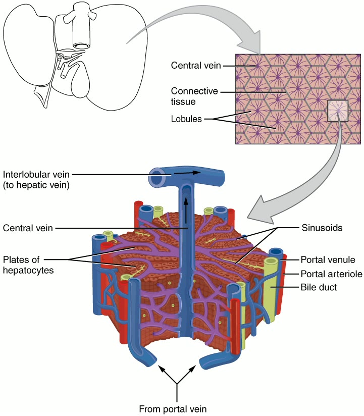 Esquema da estrutura microscópica do fígado, com o ducto biliar acompanhando a vênula e a arteríola portais na periferia do lóbulo