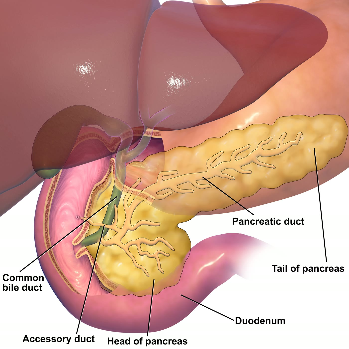 Esquema do pâncreas com o ducto pancreático principal e o ducto acessório, o ducto colédoco e o duodeno