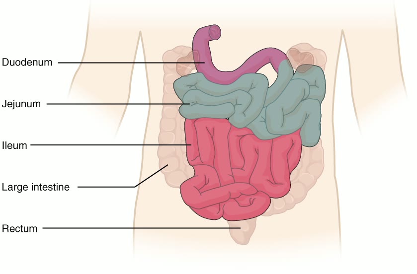 Ilustração anatômica: Duodeno (Duodenum)