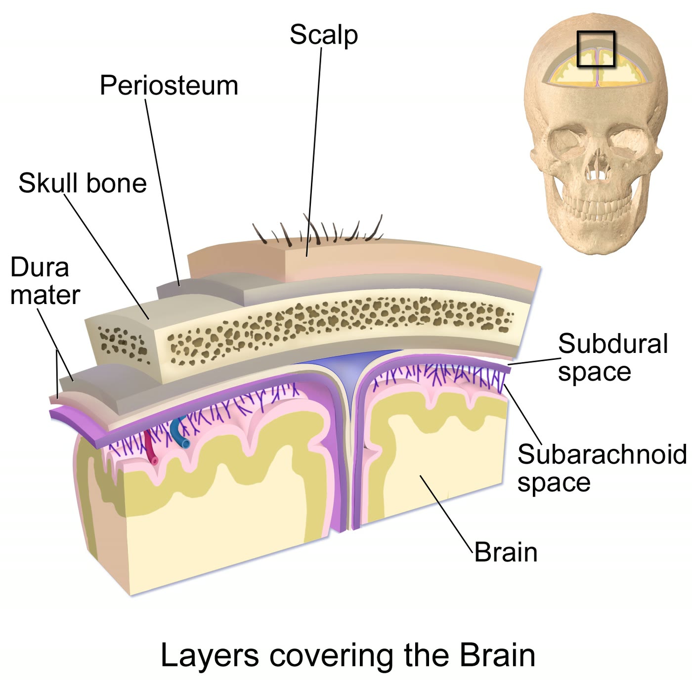 Ilustração anatômica: Dura-máter (Dura Mater)