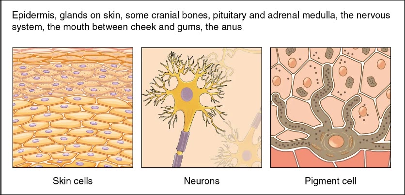 Ilustração anatômica: Ectoderma (Ectoderm)
