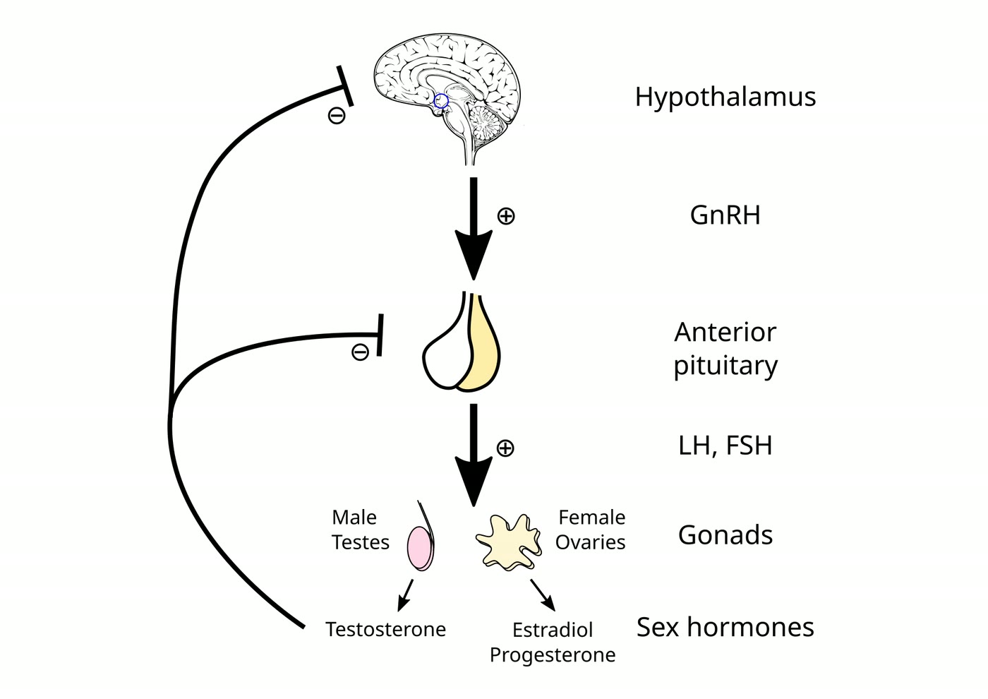 Ilustração anatômica: Eixo hipotálamo-hipófise-gonadal (Hypothalamic-Pituitary-Gonadal Axis)
