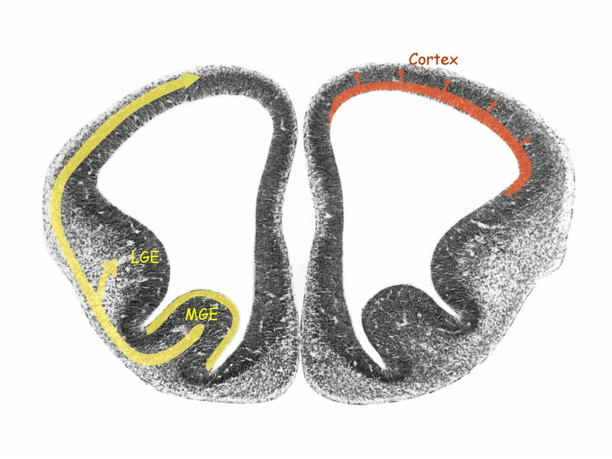 Ilustração anatômica: Eminência ganglionar (Ganglionic Eminence)