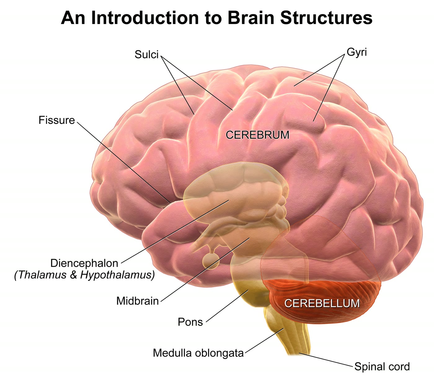 Ilustração anatômica: Encéfalo (Brain (encephalon))
