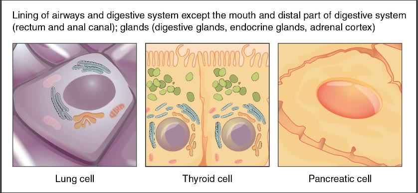 Ilustração anatômica: Endoderma (Endoderm)