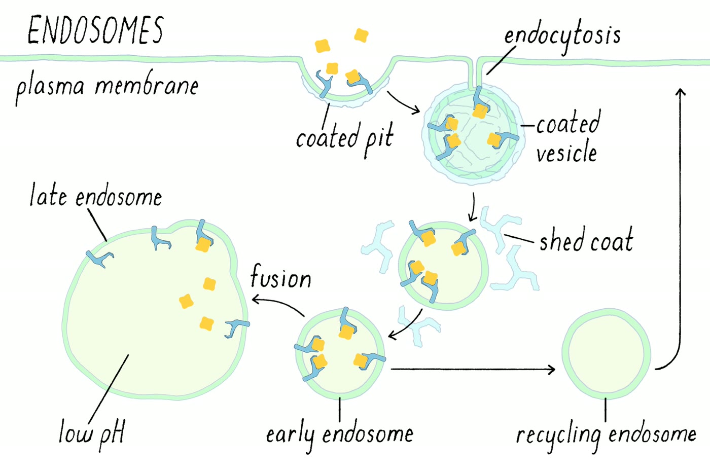 Ilustração anatômica: Endossomo (Endosomes)