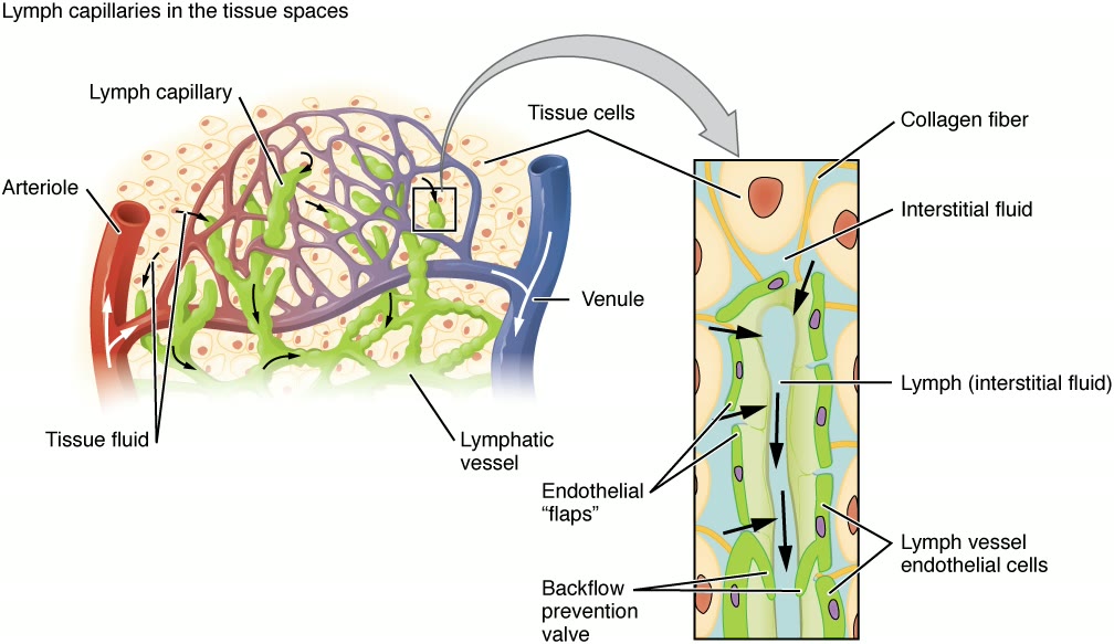 Ilustração anatômica: Endotélio linfático (Endothelium, Lymphatic)