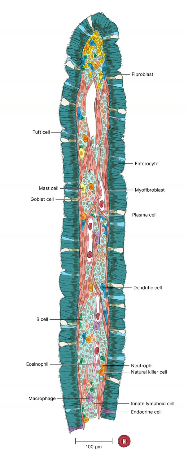 Corte de uma vilosidade intestinal em que o epitélio de revestimento é formado por enterócitos, com células caliciformes e outros tipos celulares indicados
