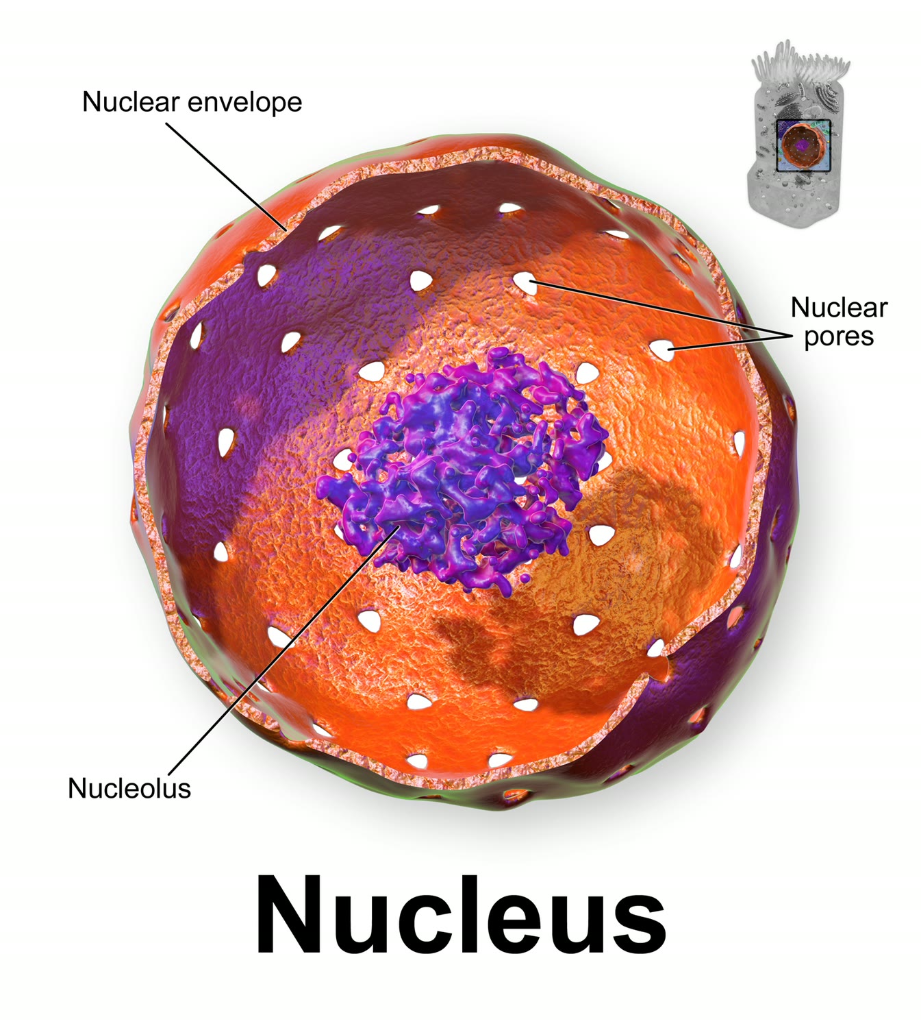 Ilustração anatômica: Envoltório nuclear (Nuclear Envelope)