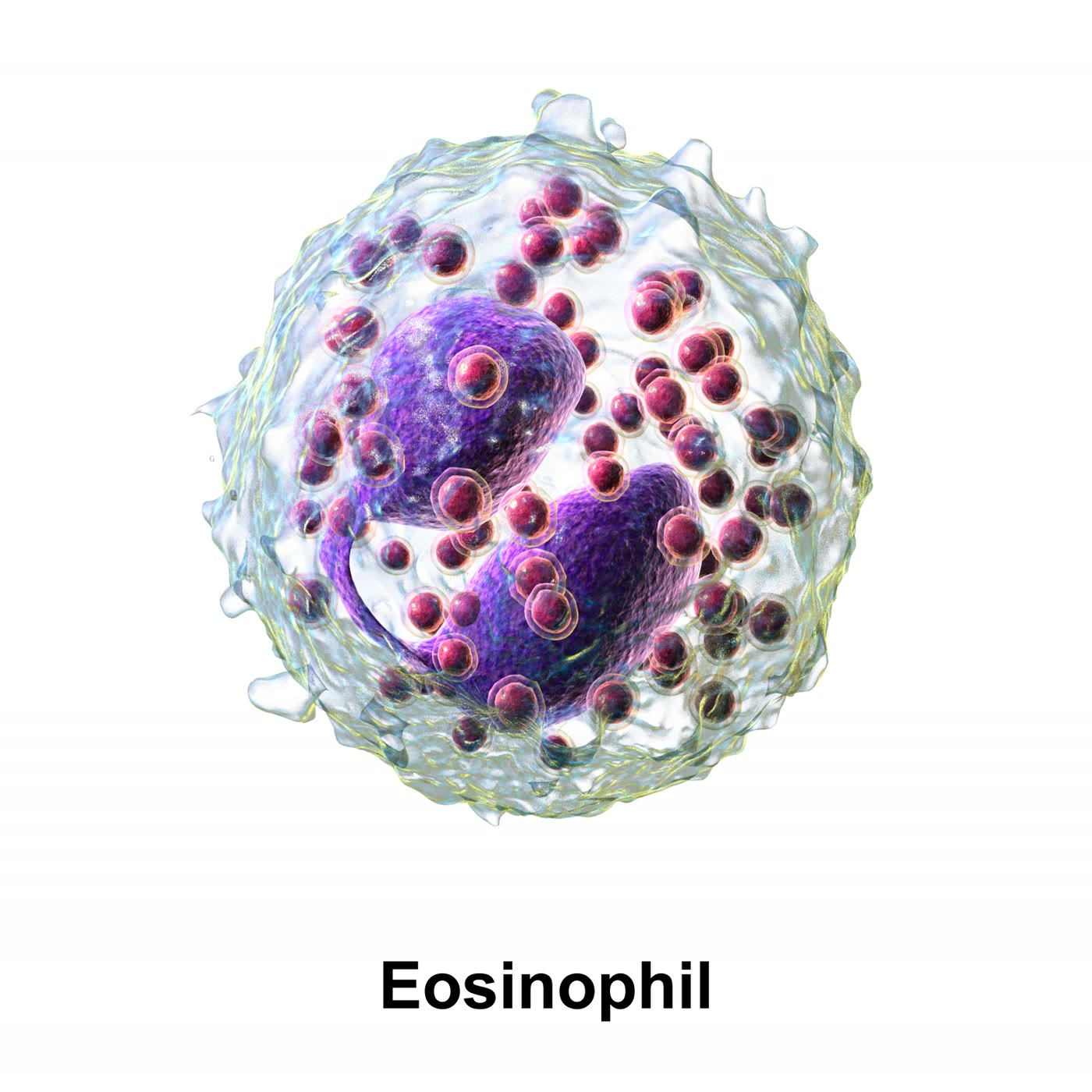 Ilustração anatômica: Eosinófilo (Eosinophils)