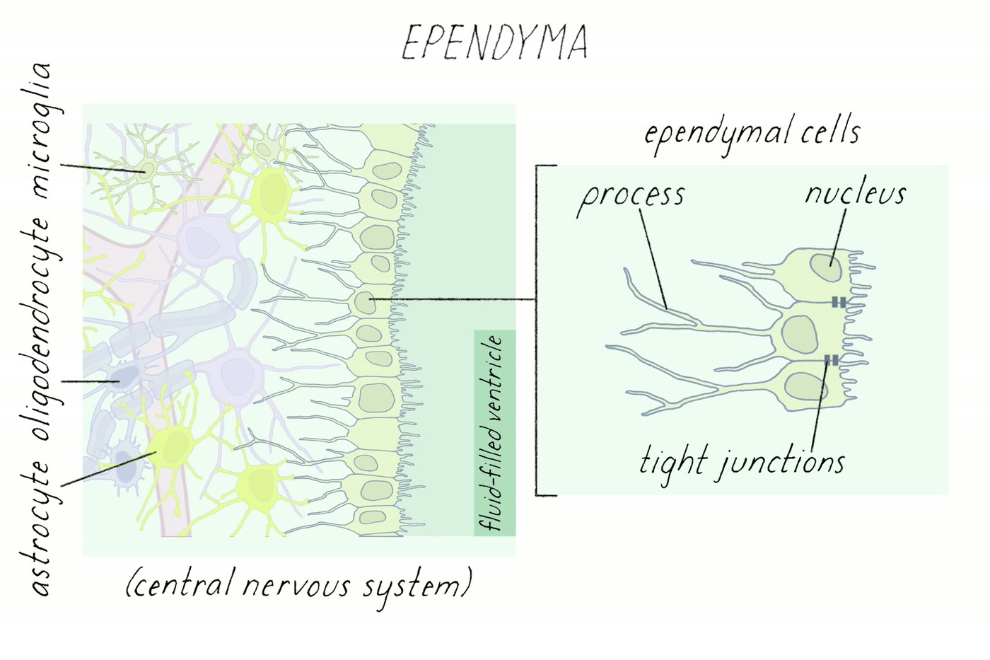 Ilustração anatômica: Epêndima (Ependyma)