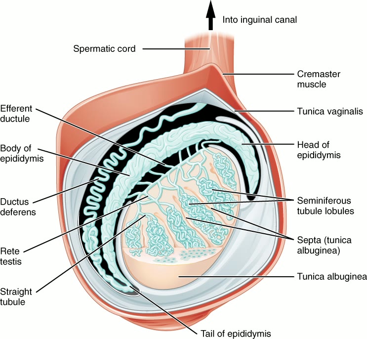 Ilustração anatômica: Epidídimo (Epididymis)