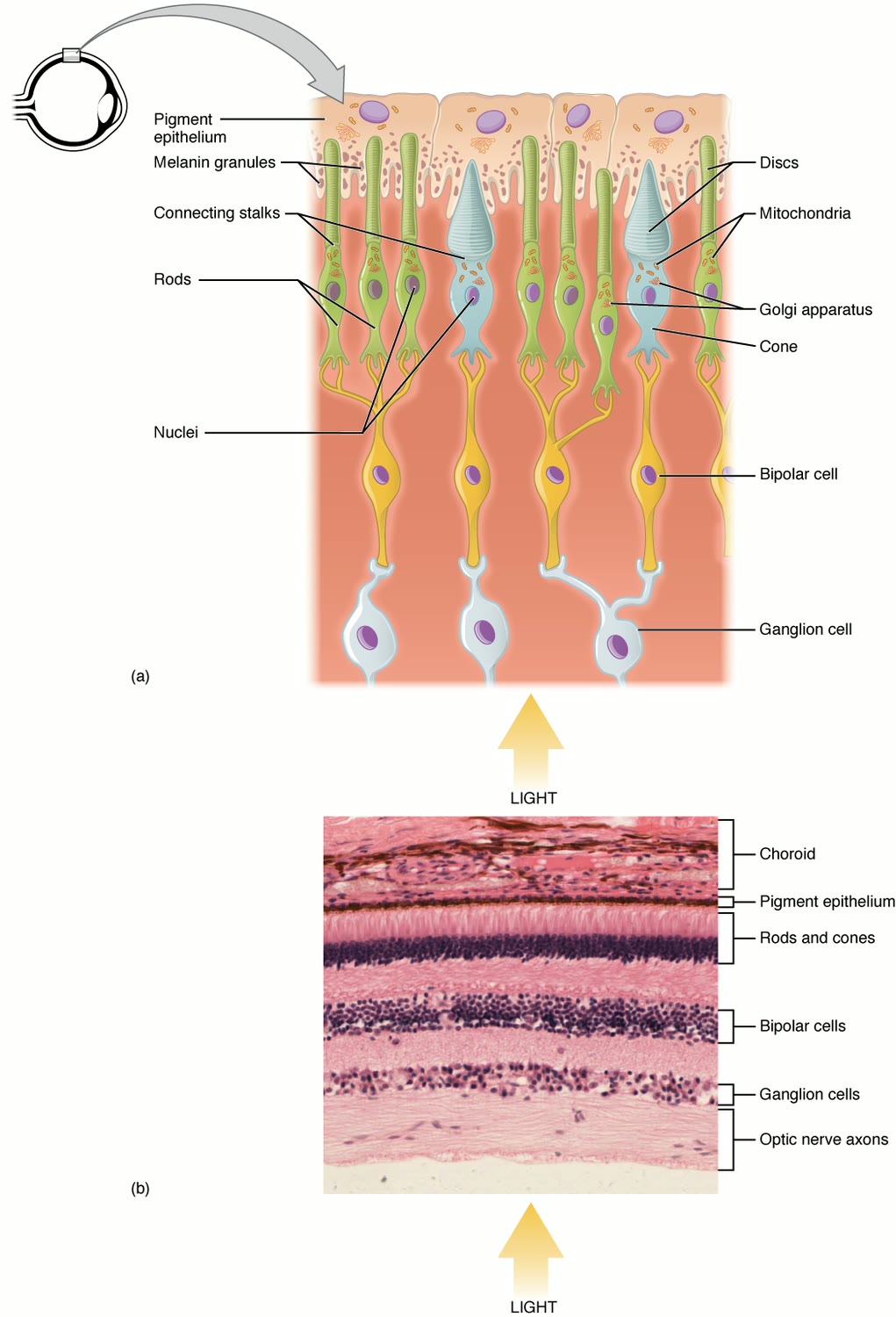 Esquema das camadas da retina com o epitélio pigmentar junto à coroide, os bastonetes e cones, e as células bipolares e ganglionares