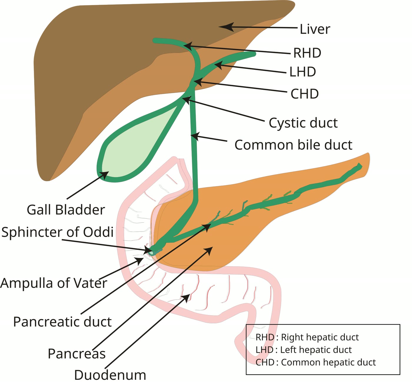 Esquema das vias biliares com o esfíncter de Oddi indicado na junção do ducto colédoco e do ducto pancreático com o duodeno