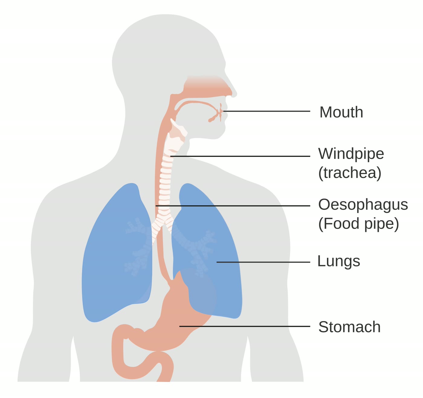Ilustração anatômica: Esôfago (Esophagus)