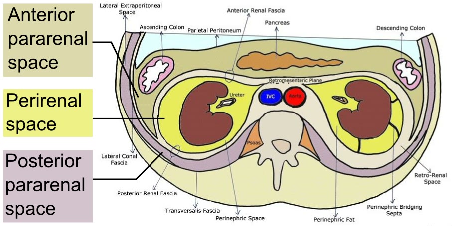Esquema em corte transversal do abdome, com os compartimentos do espaço retroperitoneal