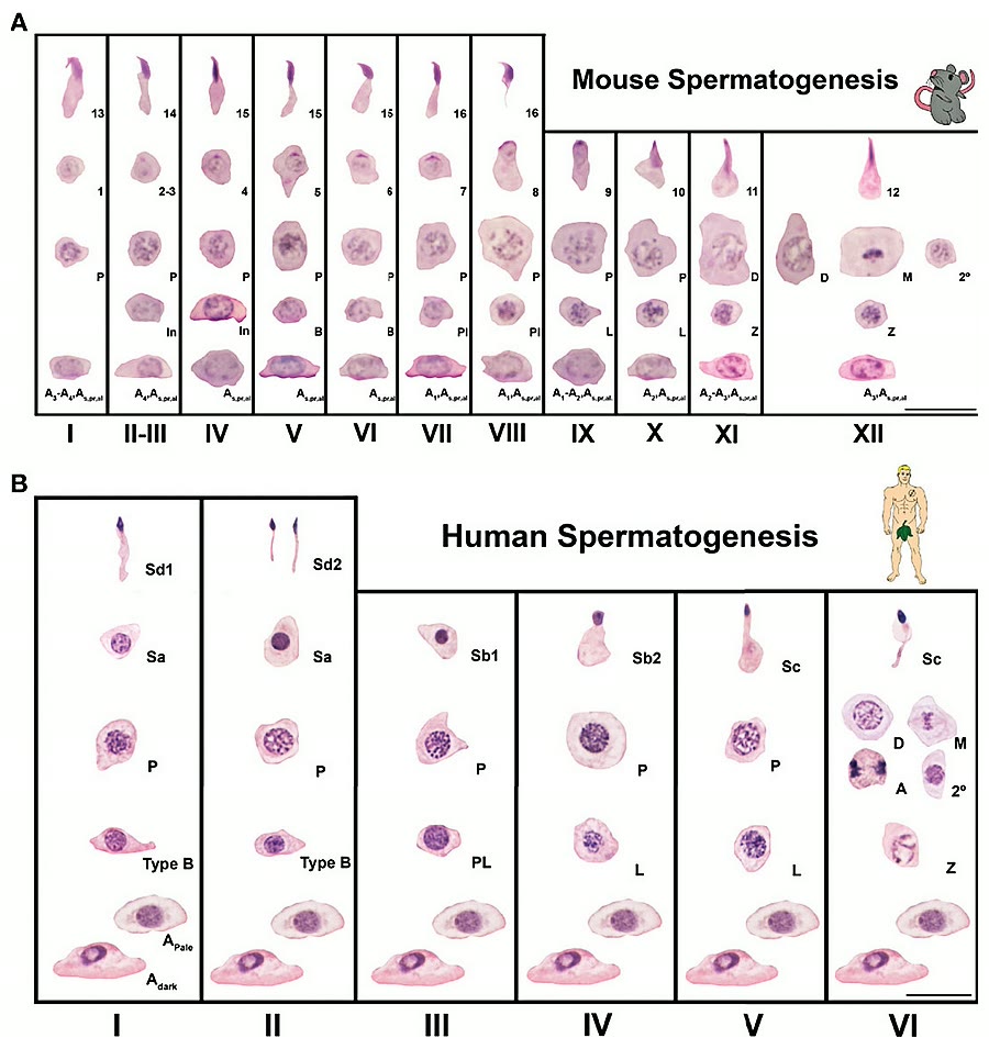 Ilustração anatômica: Espermatócito (Spermatocytes)