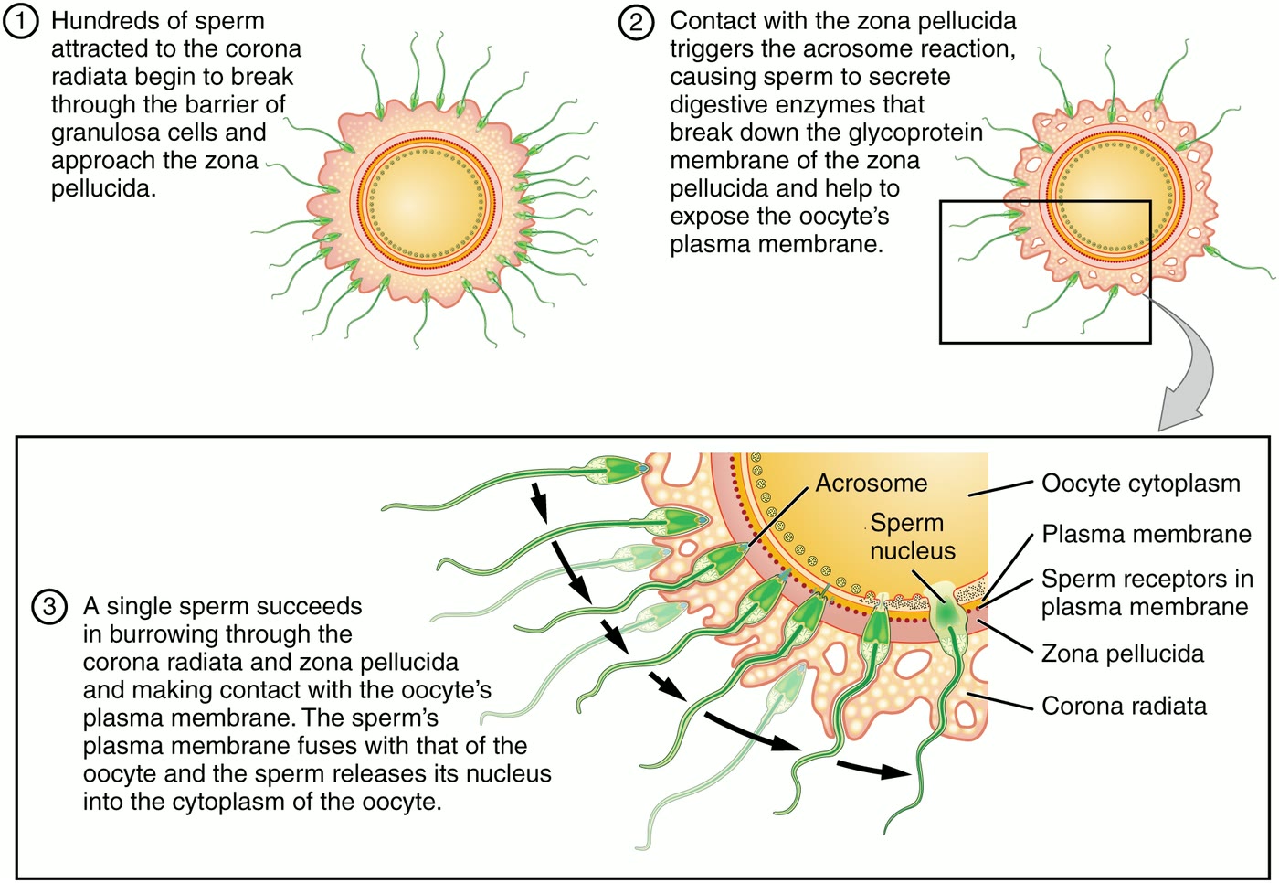 Ilustração anatômica: Espermatozoide (Spermatozoa)