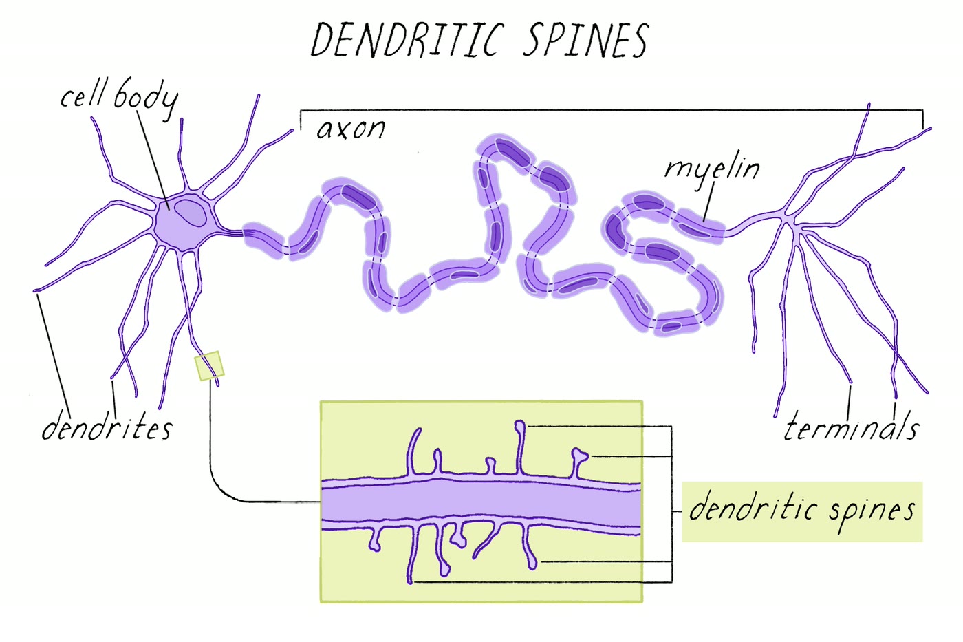 Ilustração anatômica: Espinha dendrítica (Dendritic Spines)