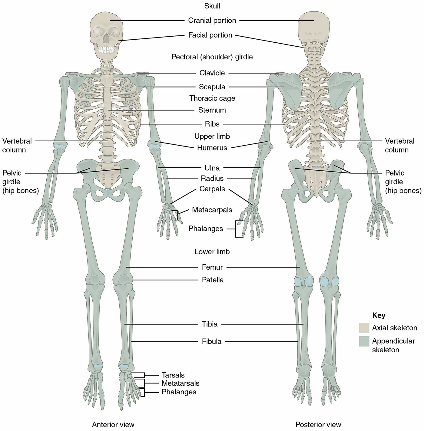 Ilustração anatômica: Esqueleto (Skeleton)
