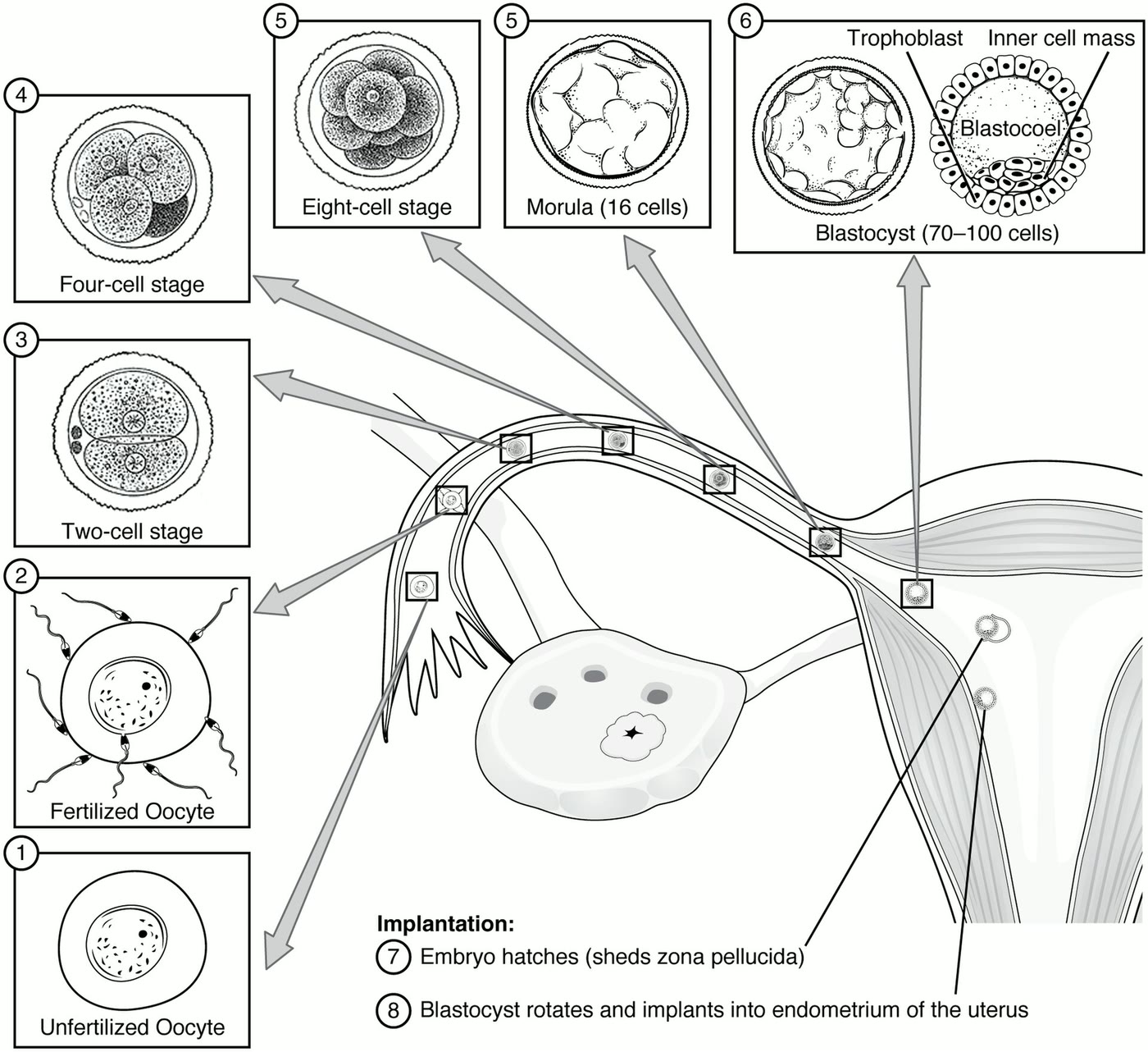 Ilustração anatômica: Estágio de clivagem (Cleavage Stage, Ovum)