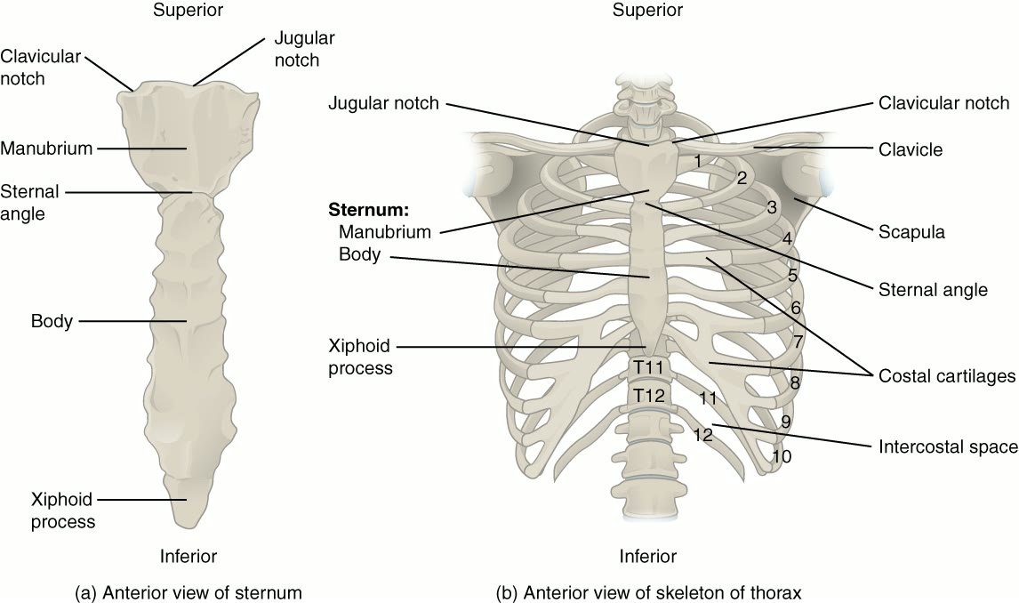 Ilustração anatômica: Esterno (Sternum)