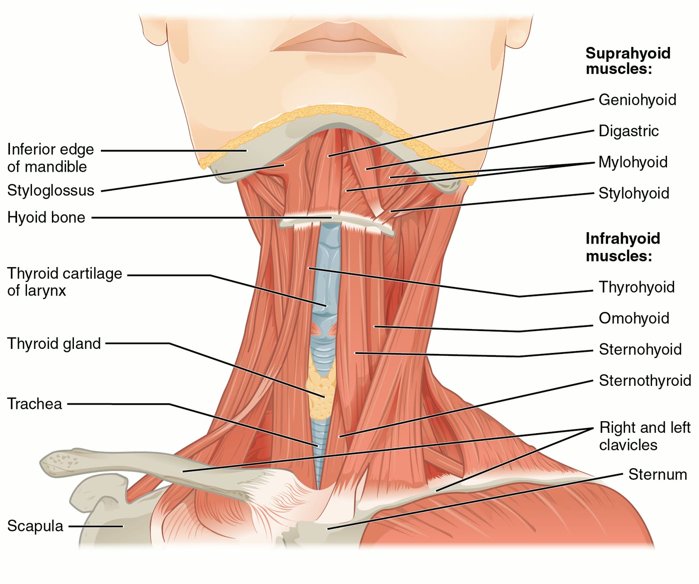 Ilustração anatômica: Esternocleidomastoideo (Sternocleidomastoid muscle)