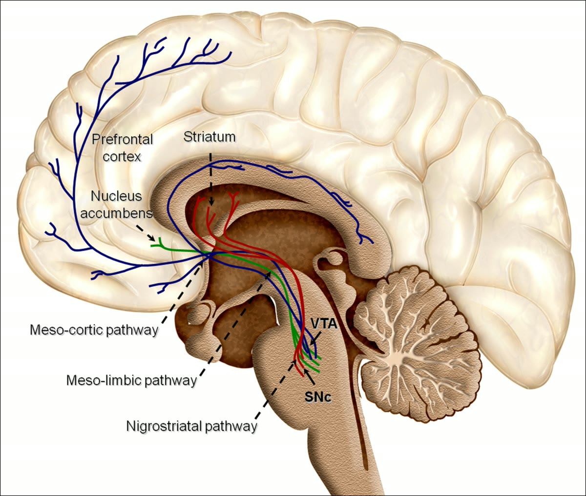 Ilustração anatômica: Estriado ventral (Ventral Striatum)