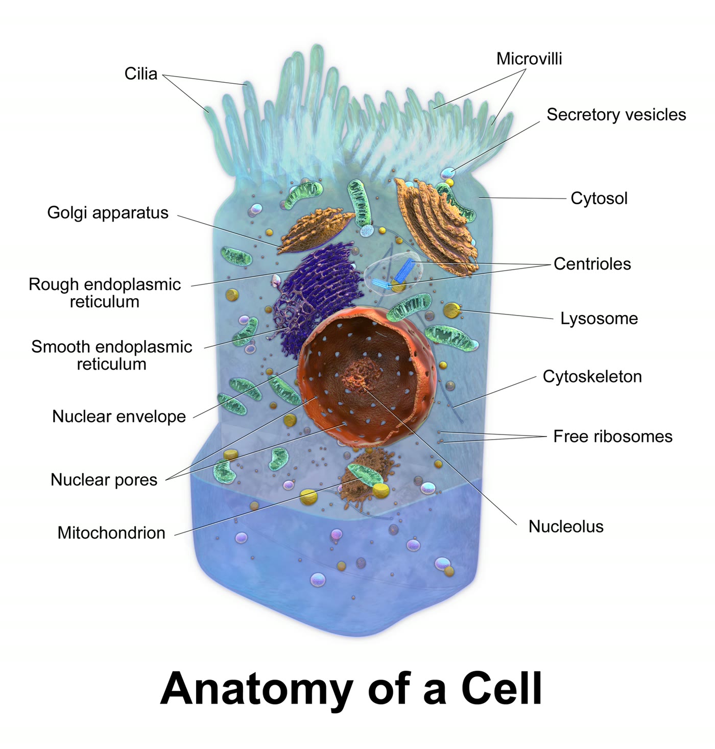 Ilustração anatômica: Estrutura celular (Cellular Structures)
